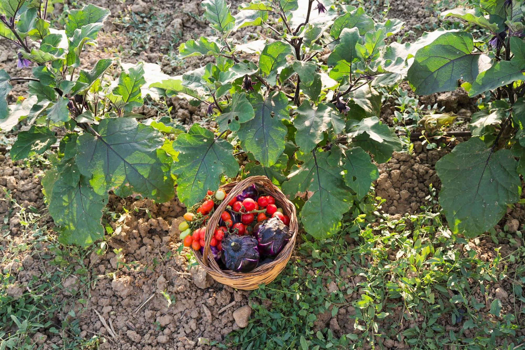 Tenuta Giarretta La Rotondella Esterno foto